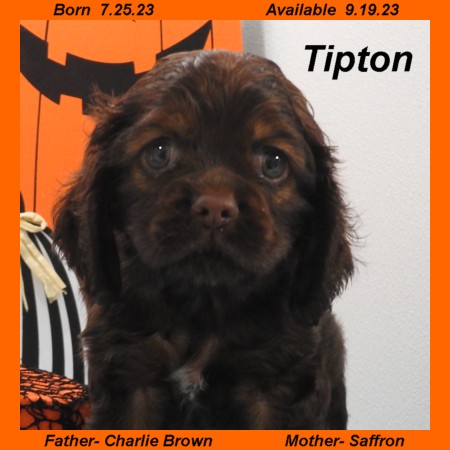 puppy, for, sale, Cocker Spaniel, Joe & Cherri  Overlease, dog, breeder, Miller, MO, dog-breeder, puppy-for-sale, forsale, nearby, find, puppyfind, locator, puppylocator, aca